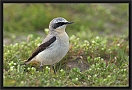 tapuit DSC_0512-01